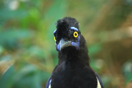 Portrait of a Black-crested Pitta, Thailandの写真素材