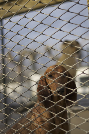 Dachshund dog in a cage. Selective focus.の写真素材
