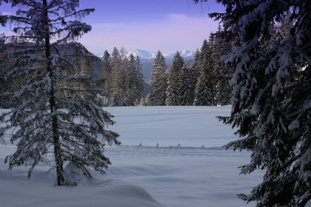 Winter landscape with snow covered fir trees and mountains in the background.の写真素材