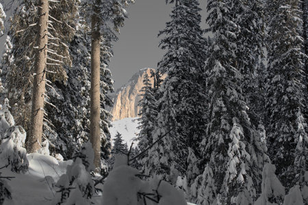 Snowy forest in the Dolomites mountains. Italy, Europe.の写真素材