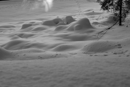 Snow drifts in the winter forest. Black and white photo.の写真素材