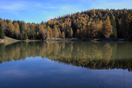 Autumn forest reflected in the lake, Carpathians, Ukraineの写真素材