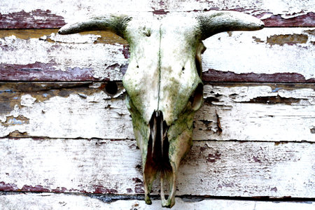 Skull of a cow on an old wooden wall in the villageの写真素材