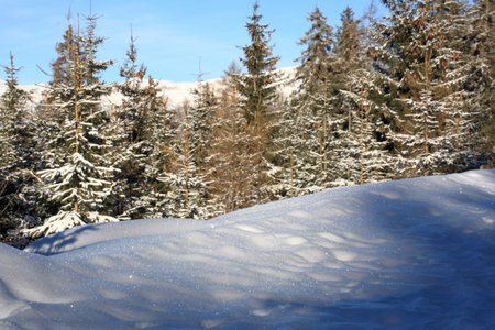 Winter landscape with snow covered fir trees and blue sky in the backgroundの写真素材