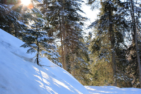 Winter landscape with snow covered fir trees and sun in the mountains.の写真素材