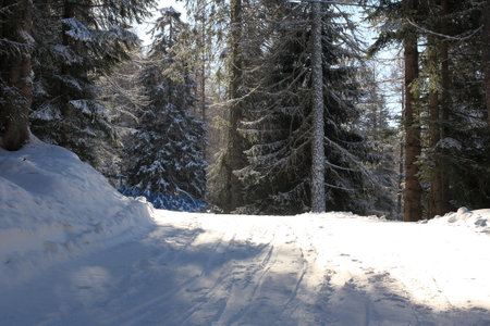 Winter landscape with snow covered fir trees and road in the forest.の写真素材