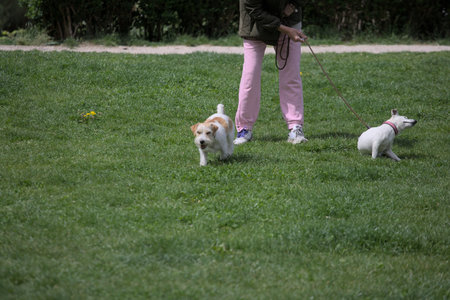Jack Russell Terrier puppy playing with its owner in the park.の写真素材
