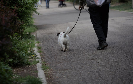 Jack russell terrier walking on the street with his ownerの写真素材