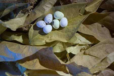 Eggs on the leaves of the tree.
