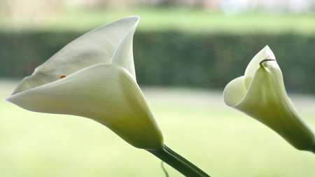White Calla lilies in the garden on a sunny day.の写真素材
