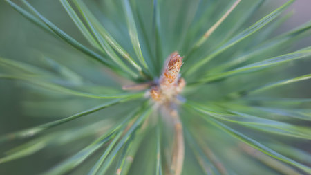 pine needles close-up, shallow depth of field, macro photo