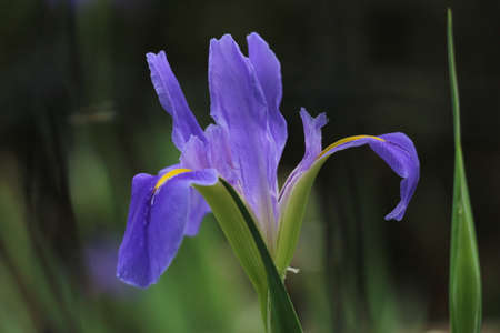 irisの写真素材