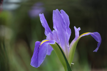 iris