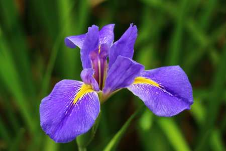 irisの写真素材