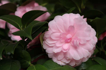 camelliaの写真素材
