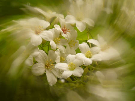 Vernicia fordii;flowersの写真素材