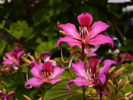 Yan Bauhinia;Hong Kong;flowers;bright; pinkの写真素材