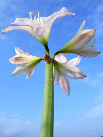 Amaryllis  の写真素材
