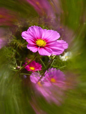 Cosmos flower の写真素材