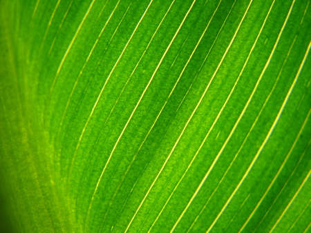 Green leaf
