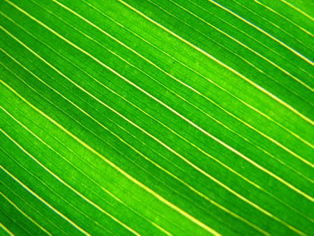 Green leafの写真素材