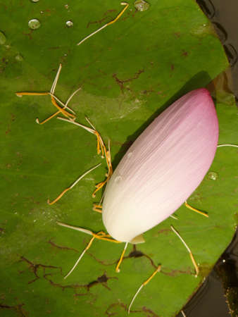 Lotus flowerの写真素材