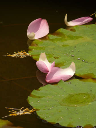 Lotus flowerの写真素材