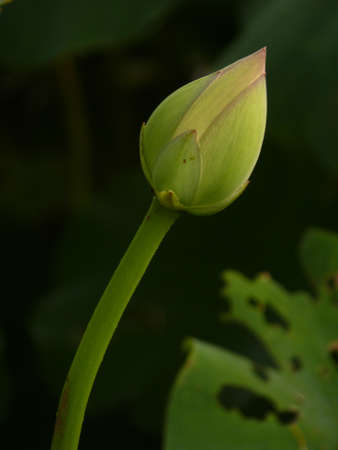 Lotus flowerの写真素材