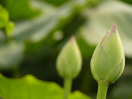Lotus flowerの写真素材