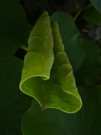 Lotusの写真素材