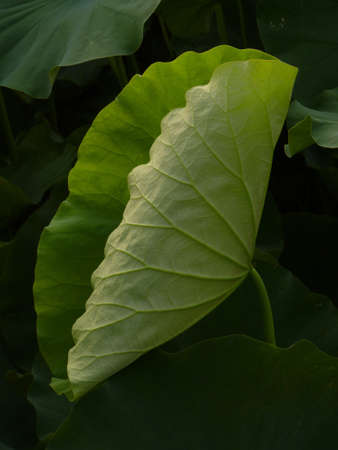 lotusの写真素材