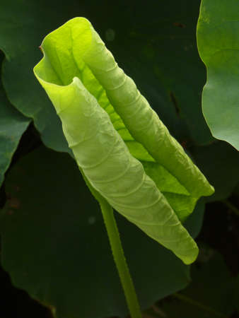 Lotusの写真素材