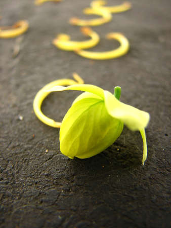 Cassia fistulaの写真素材