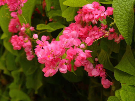 Coral Vine,Pink Vine,Mountain Rose, Russian Vineの写真素材