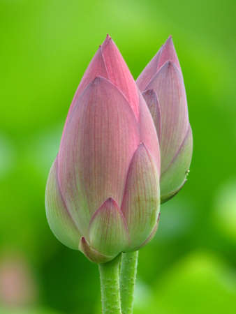 Lotusの写真素材