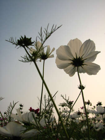 cosmosの写真素材