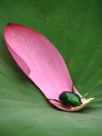 Lotusの写真素材