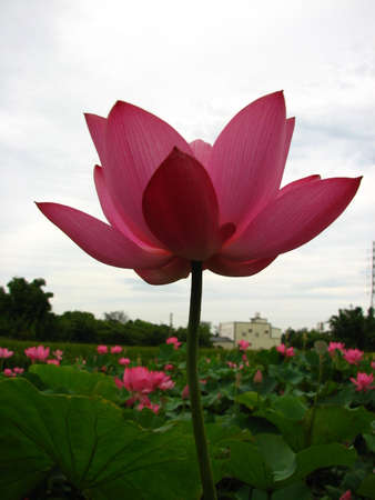 Lotusの写真素材