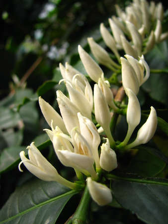 coffeeの写真素材