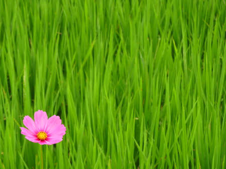 cosmosの写真素材