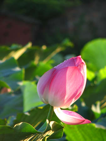 Lotusの写真素材