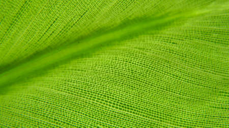 freshの写真素材