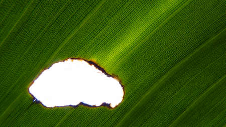 freshの写真素材