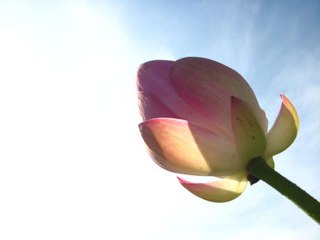 Lotusの写真素材