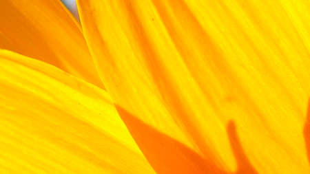 yellowの写真素材