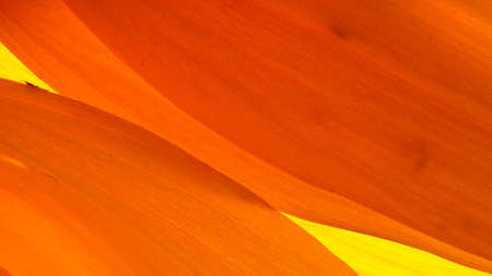 yellowの写真素材