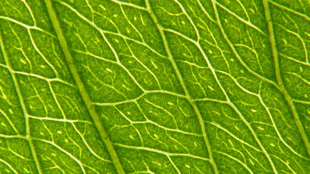 greenの写真素材