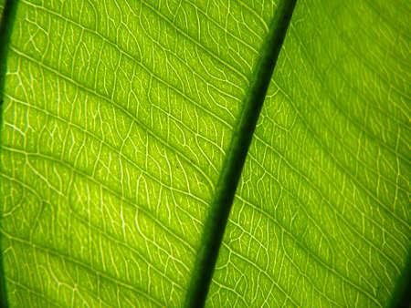 greenの写真素材
