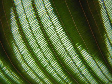 vein