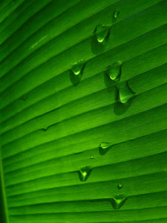 greenの写真素材